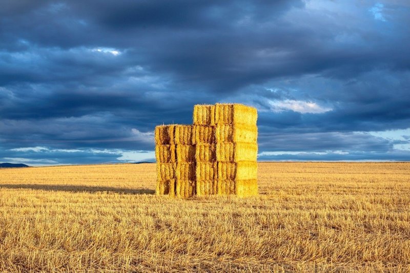 秸稈圖片 秸稈圖片