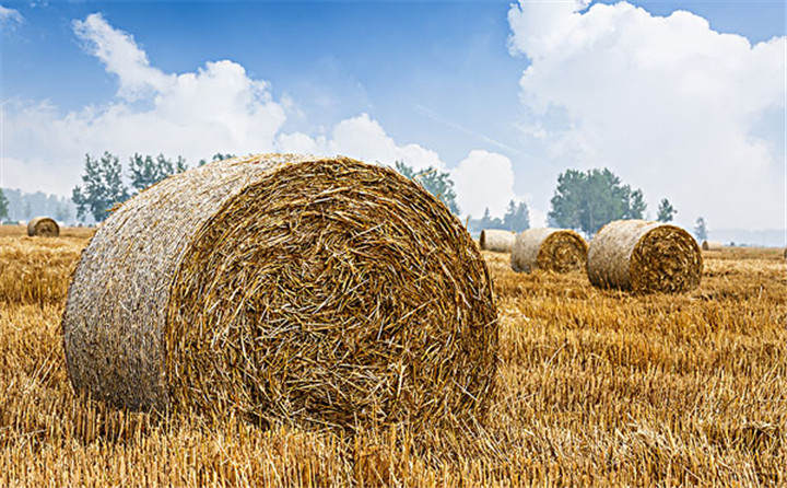 大力推進玉米秸稈顆粒機能源化項目 改善黑龍江生態環境