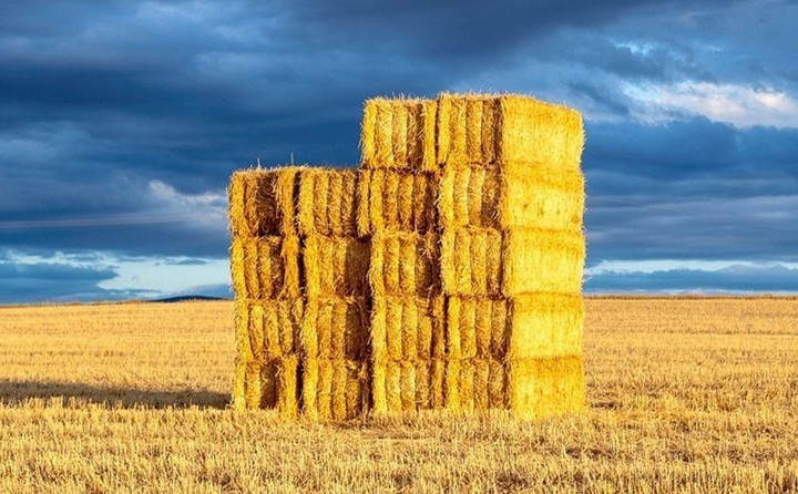 河南省發文允許玉米秸稈顆粒機顆粒燃料替代燃煤