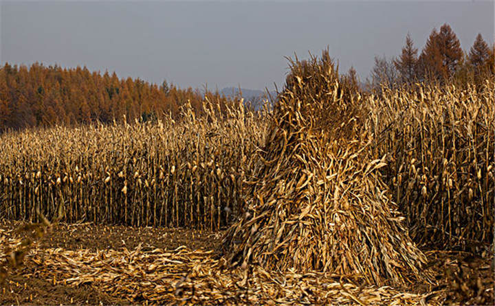 黑龍江省海倫市用于秸稈綜合利用共投入1.6億元,加快玉米秸稈顆粒機的使用 黑龍江省海倫市用于秸稈綜合利用共投入1.6億元,加快玉米秸稈顆粒機的使用