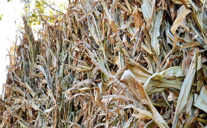 生物質(zhì)燃料 生物質(zhì)燃料