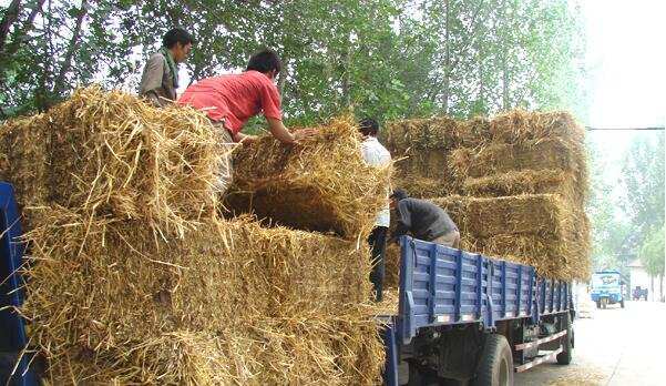 每年秋收過(guò)后,到轉(zhuǎn)年春耕,是秸稈處理的關(guān)鍵期 每年秋收過(guò)后,到轉(zhuǎn)年春耕,是秸稈處理的關(guān)鍵期