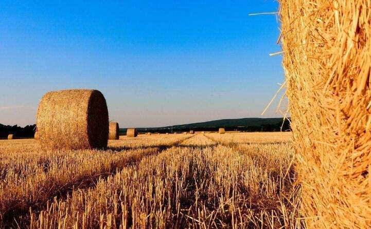 安徽阜南秸稈 安徽阜南秸稈