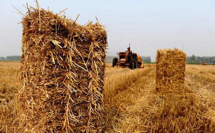 小麥收割后產生的秸稈