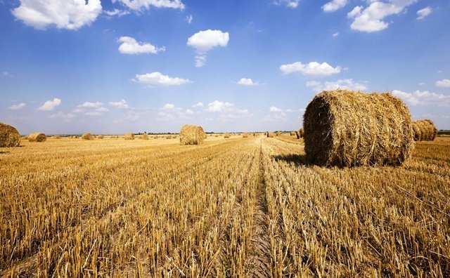 秸稈產量總體呈現增長趨勢 秸稈產量總體呈現增長趨勢