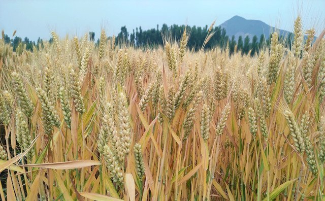 上海市出臺(tái)秸稈補(bǔ)貼新舉措,每噸補(bǔ)貼300元 上海市出臺(tái)秸稈補(bǔ)貼新舉措,每噸補(bǔ)貼300元