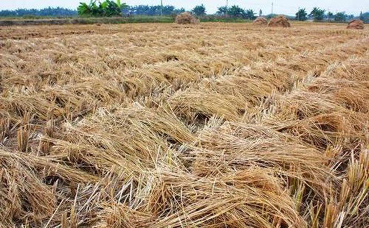 “用則利、棄則害”，秸稈資源是一把雙刃劍