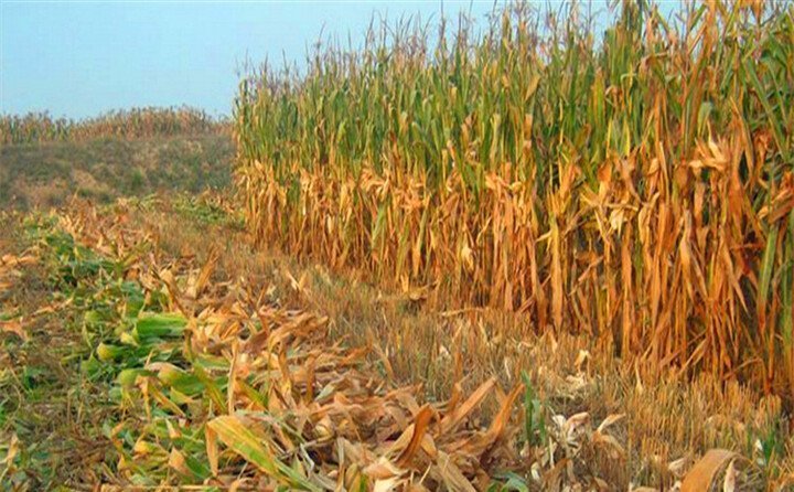 玉米秸稈生物質能源