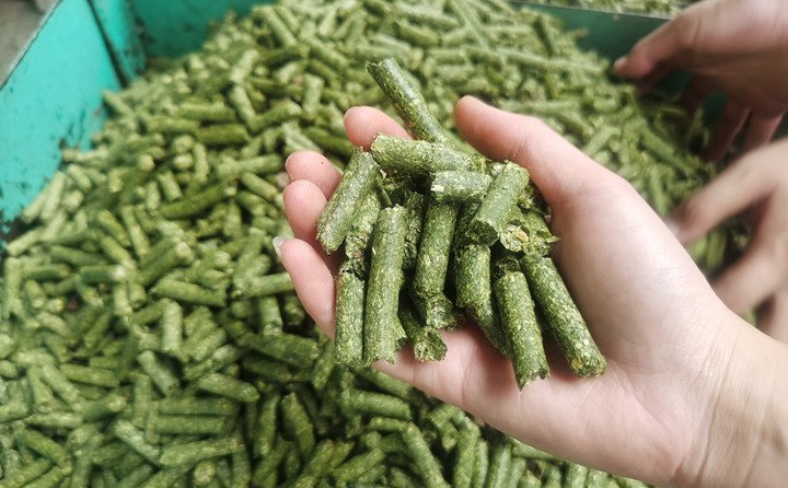 秸稈顆粒機(jī)加工的秸稈飼料顆粒